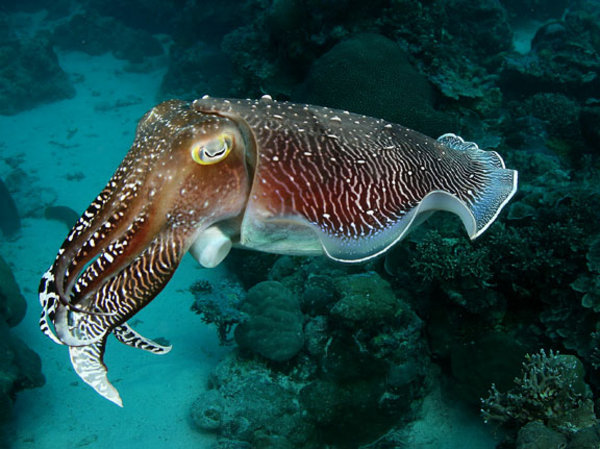 The amazing cuttlefish