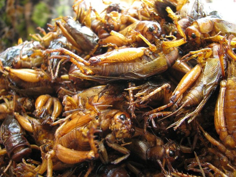 Cockroaches anyone?
