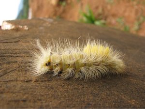The Most Dangerous Caterpillar in the World