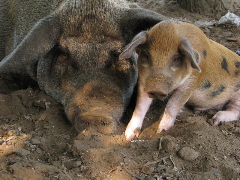 Mummy Pig and Piglet