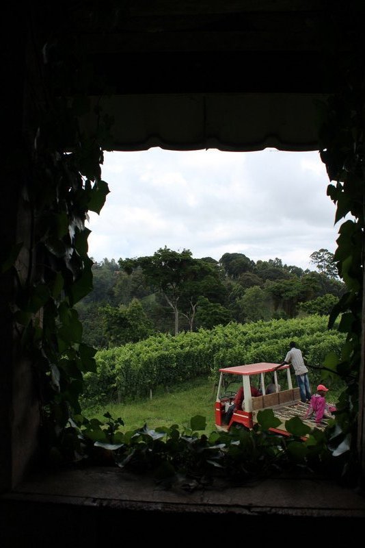 View from the vineyard guardhouse