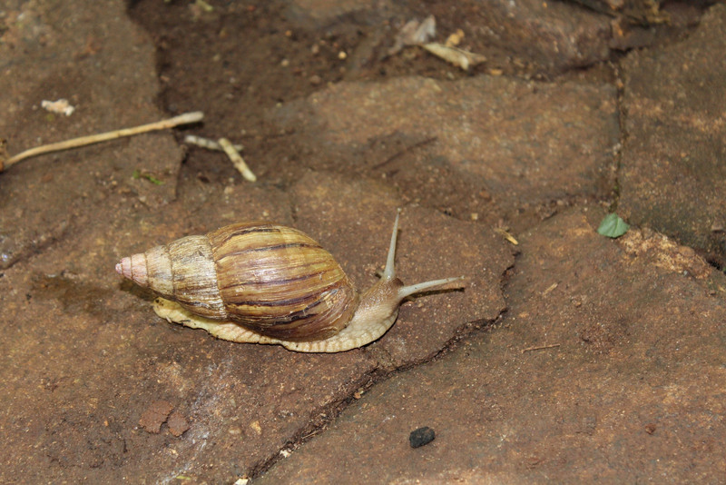 Large snail