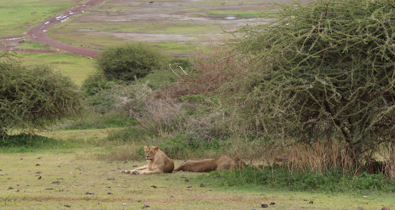 Our first sighting of lions