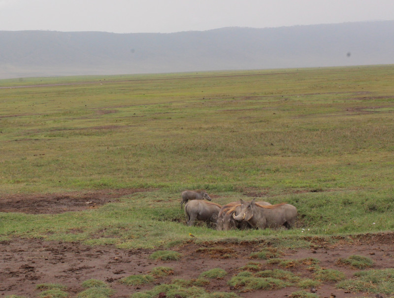 wild boars playing in the mud