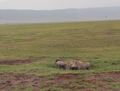 wild boars playing in the mud