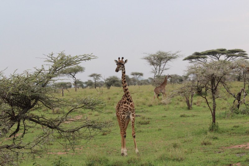 adorable giraffes