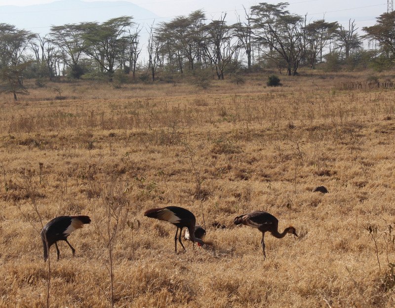 crested cranes