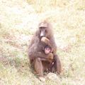 mother and babe baboons