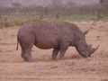 more rhinos