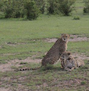 Cheetahs becoming alert