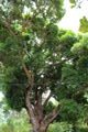 large mango tree