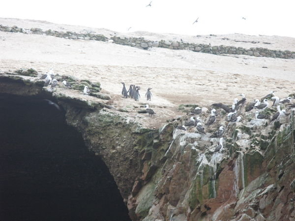 Penguins, Isla de Ballestas