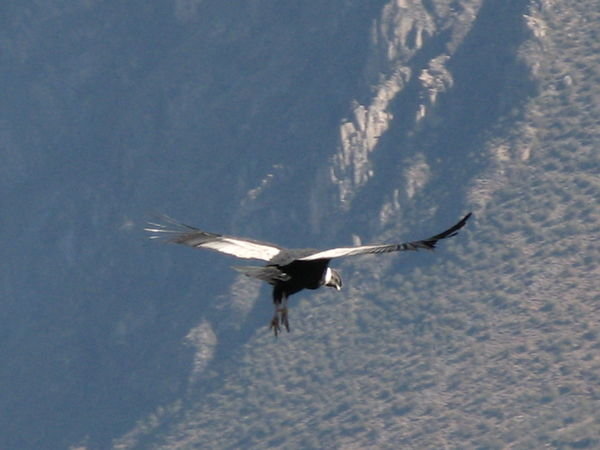 Condors at the Colca Canyon