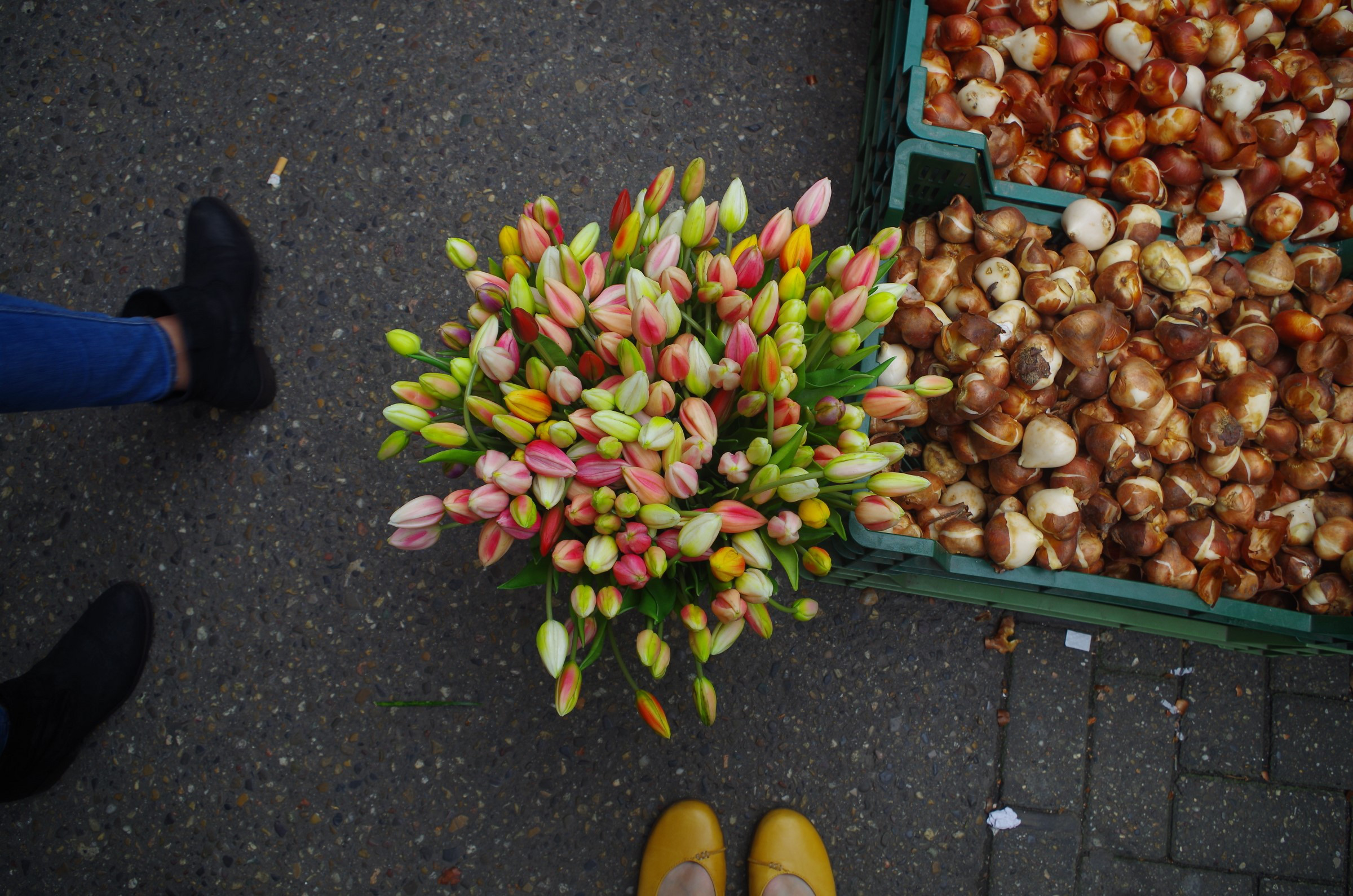 Tulips and bulbs | Photo