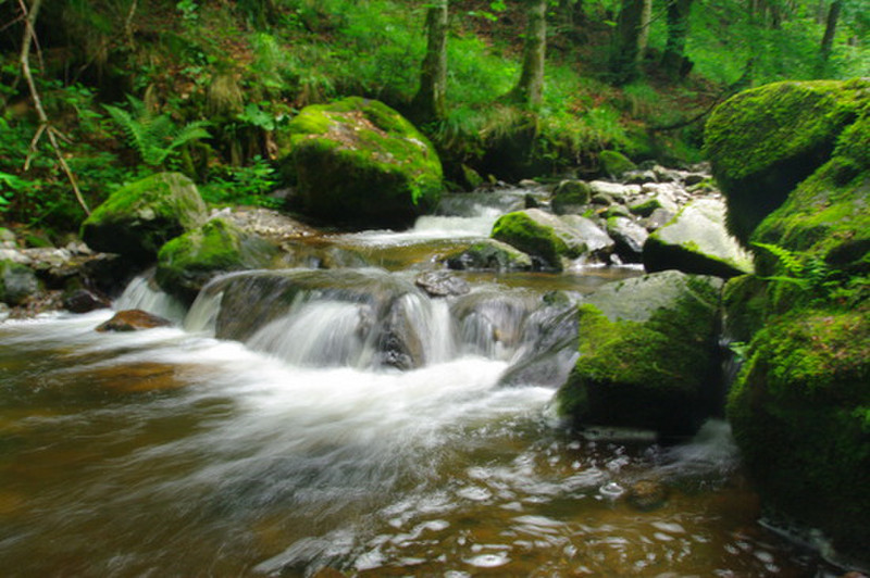 Black Forest Stream