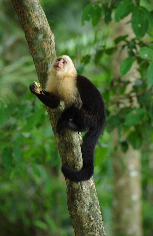 Capuchin monkey 