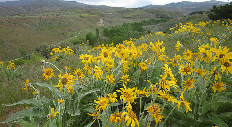 Flowers in the Foothills