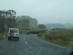 Driving Cows in the Driving Rain