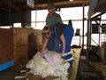 Shearing sheep!