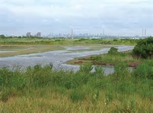 Wetlands in the Meadowlands of NJ