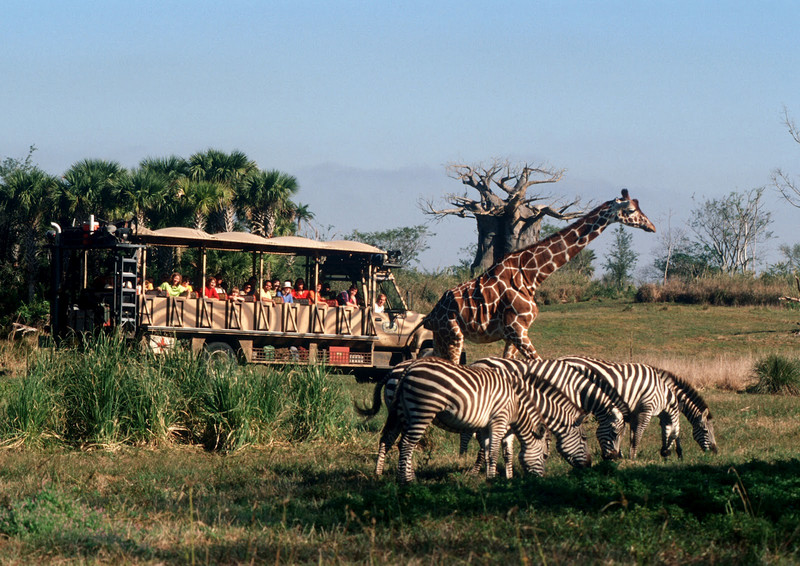 Safari in Animal Kingdom