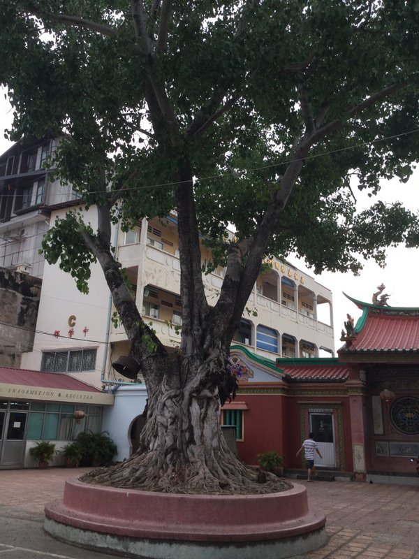 Very old tree 