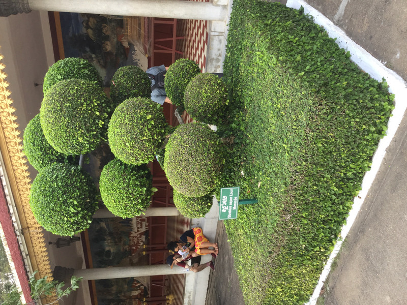 More arty topiary