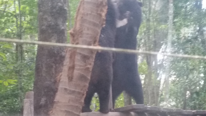 Black Asiatic bears
