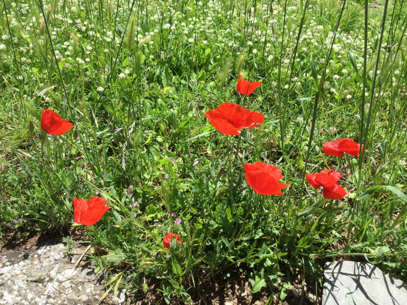In Fiesole the poppies grow