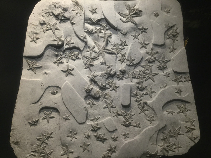 Starfish fossils