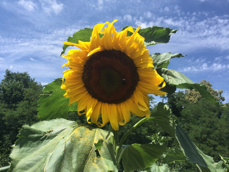 One of Ziebie’s sunflowers
