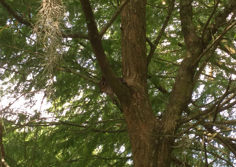 There’s a squirrel somewhere in this tree