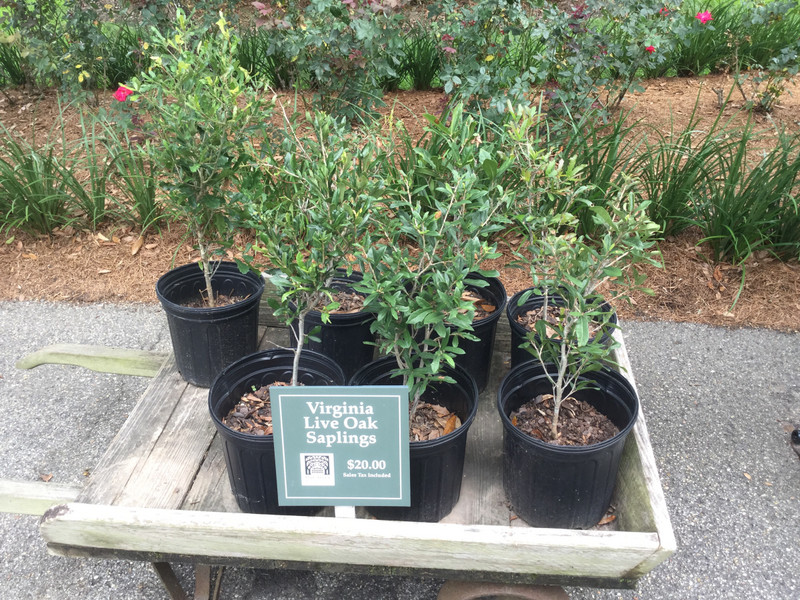 You can buy some live oak seedlings