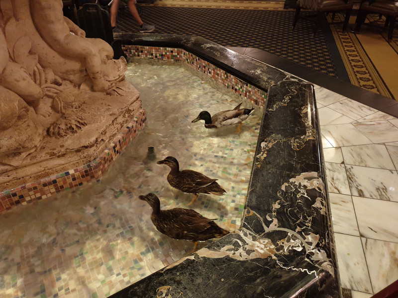 The ducks in the Peabody Hotel fountain