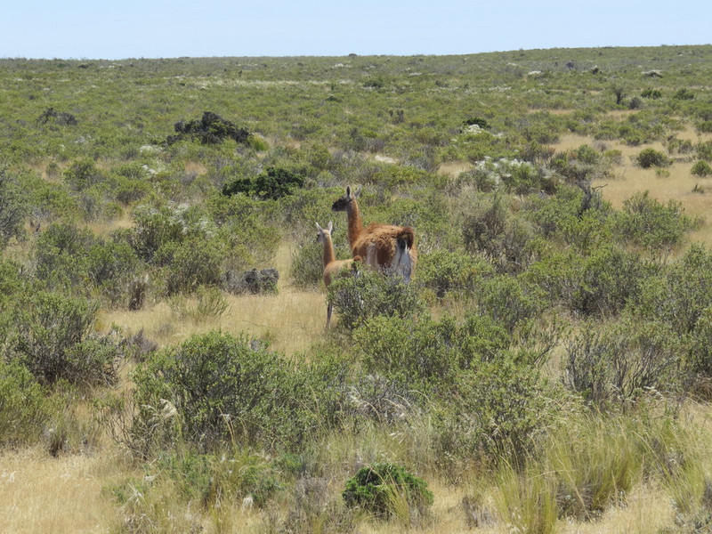 Guanaco and baby