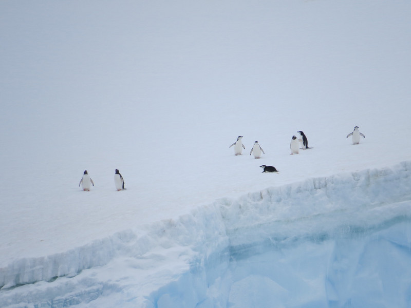 Penguins atop a tall iceberg