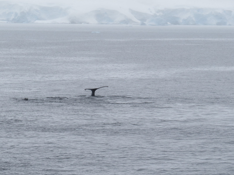 A humpbacked whale tail