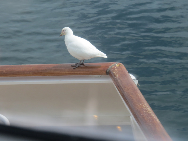 A snow petrel cam to visit