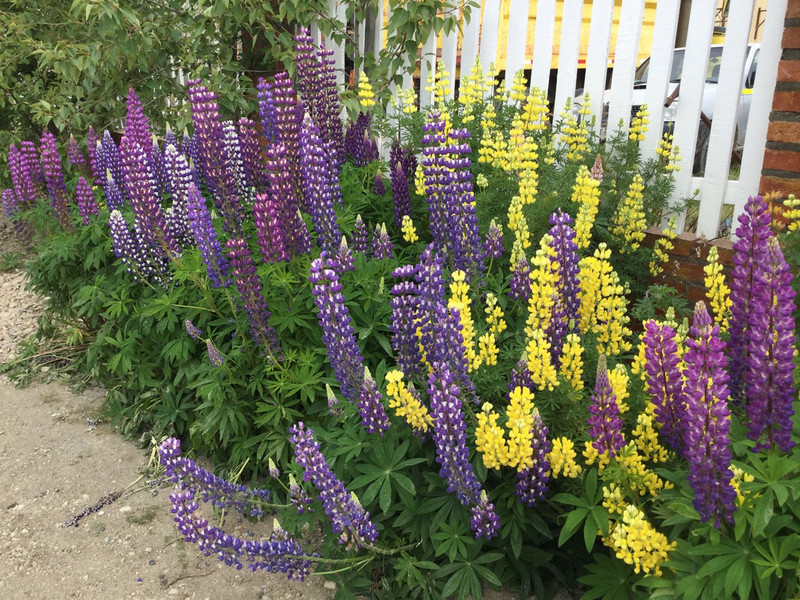 Lupins are everywhere