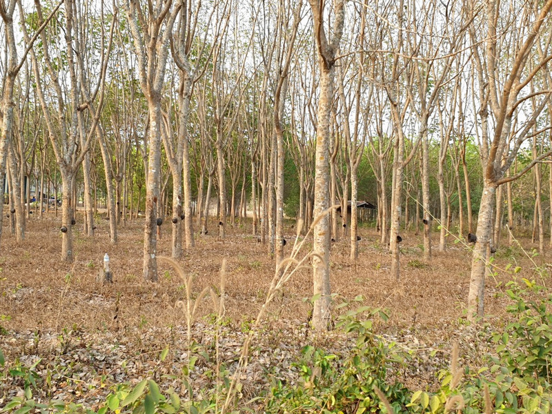 Many rubber plantations 