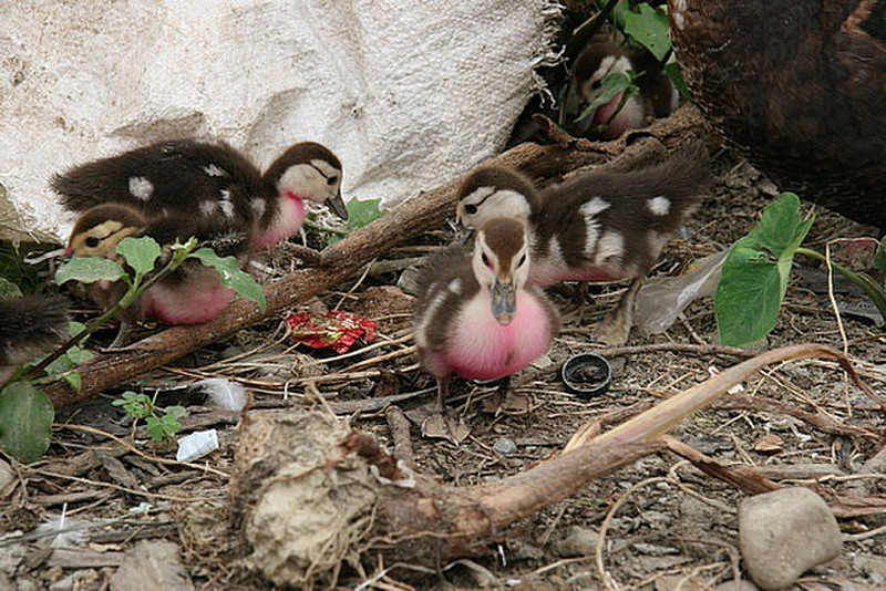 Ducklings Tikkaed