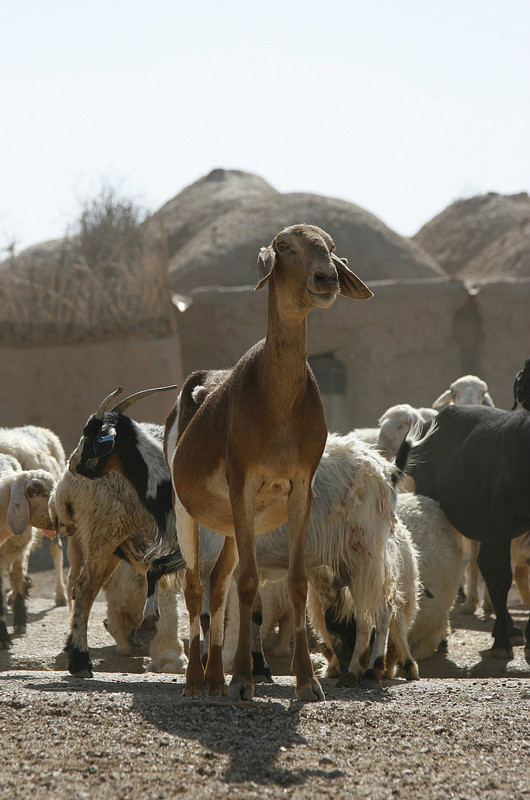 Village Goat