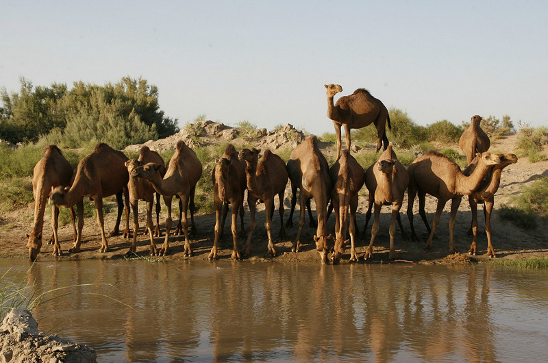 Camels drinking from the swiming hole
