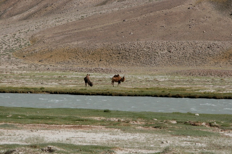 Afghani Camels