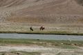 Afghani Camels