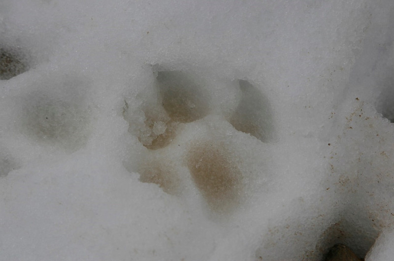 Snow Lepoard prints