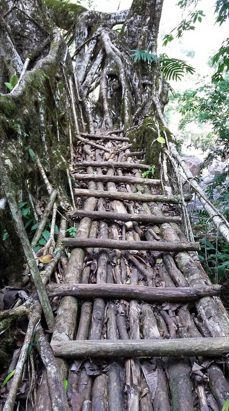 Root bridge access
