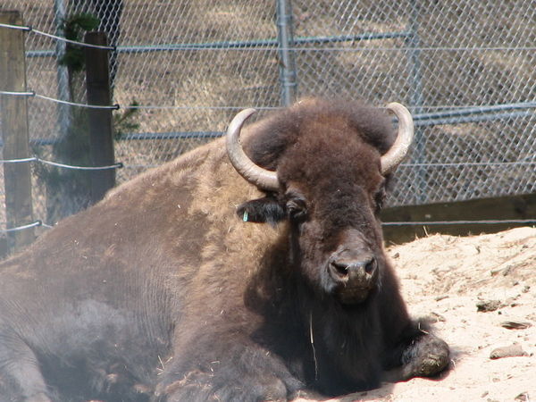 Sad looking bison