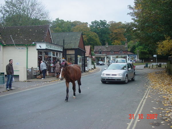 Horses hold up traffic in Burley