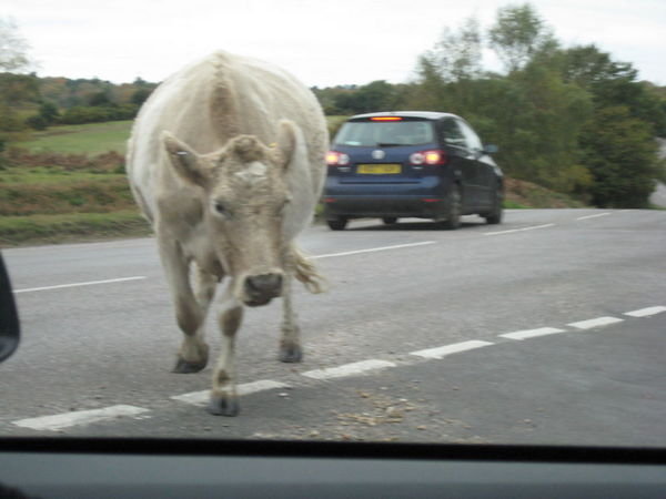 This cow stopped a few cars!